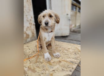 CINI ist eine von sechs bezaubernden Cockermix-Welpen.