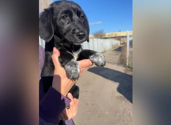 COCO  ist eine von sechs bezaubernden Cockermix-Welpen.