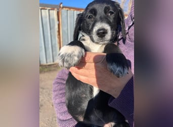 COSMA ist eine von sechs bezaubernden Cockermix-Welpen.