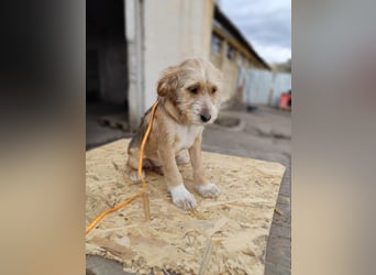 CINI ist eine von sechs bezaubernden Cockermix-Welpen.