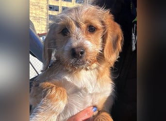 CINI ist eine von sechs bezaubernden Cockermix-Welpen.