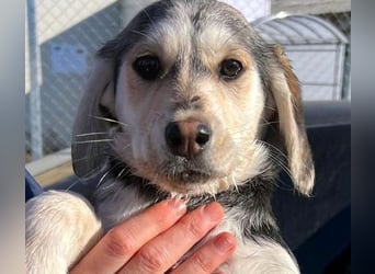 CELIA ist eine von sechs bezaubernden Cockermix-Welpen.