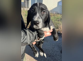 COLIN ist einer von sechs bezaubernden Cockermix-Welpen.