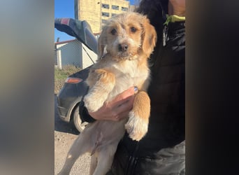 CINI ist eine von sechs bezaubernden Cockermix-Welpen.