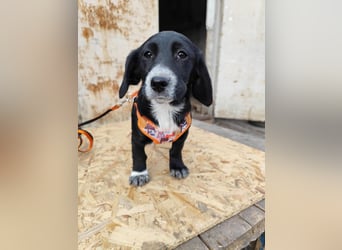 COCO  ist eine von sechs bezaubernden Cockermix-Welpen.