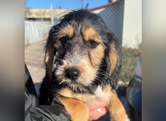 Cookie ist eine von sechs bezaubernden Cockermix-Welpen.