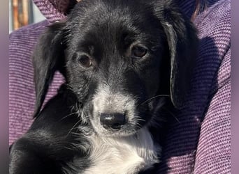 COCO  ist eine von sechs bezaubernden Cockermix-Welpen.