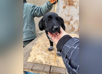 COSMA ist eine von sechs bezaubernden Cockermix-Welpen.