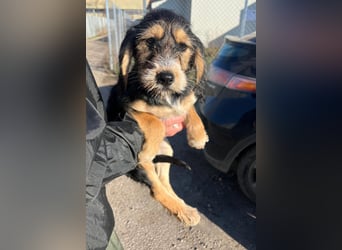 Cookie ist eine von sechs bezaubernden Cockermix-Welpen.