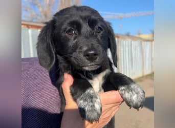 COCO  ist eine von sechs bezaubernden Cockermix-Welpen.