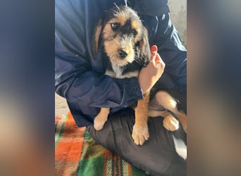 Cookie ist eine von sechs bezaubernden Cockermix-Welpen.