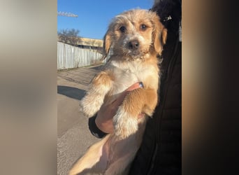 CINI ist eine von sechs bezaubernden Cockermix-Welpen.