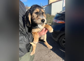 Cookie ist eine von sechs bezaubernden Cockermix-Welpen.