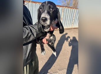 COLIN ist einer von sechs bezaubernden Cockermix-Welpen.