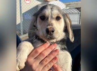 CELIA ist eine von sechs bezaubernden Cockermix-Welpen.