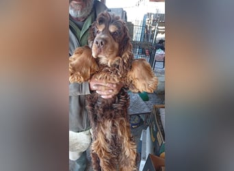 Marci2 PP – sanfter Cocker sucht endlich sein echtes Zuhause