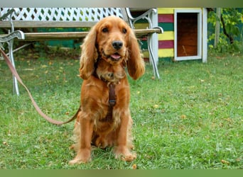 Red Oskar - intelligent und lernwillig - Tierhilfe Franken e.V.
