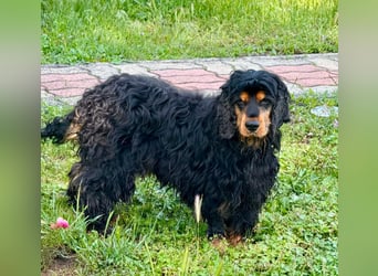 Spani, hübscher, freundlicher Cocker Spaniel geb. 06/2021