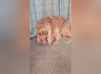 Rudolf, hübscher Cocker Spaniel Rüde geb. 11/2018