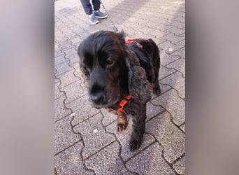 Greti, liebe Cocker Spaniel Dame geb. 2015