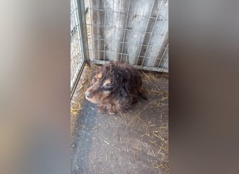 Zebu, lieber, älterer Cocker Spaniel geb. 2014