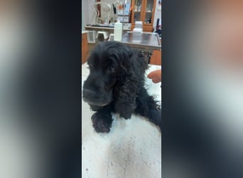 Greti, liebe Cocker Spaniel Dame geb. 2015