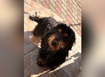 Spani, hübscher, freundlicher Cocker Spaniel geb. 06/2021