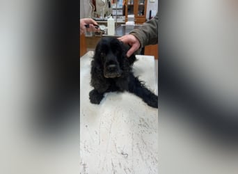 Greti, liebe Cocker Spaniel Dame geb. 2015