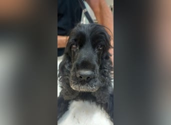 Greti, liebe Cocker Spaniel Dame geb. 2015