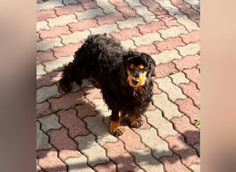 Spani, hübscher, freundlicher Cocker Spaniel geb. 06/2021