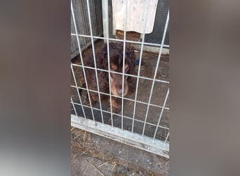 Zebu, lieber, älterer Cocker Spaniel geb. 2014