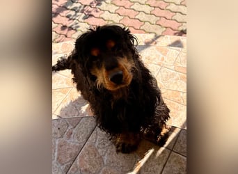 Spani, hübscher, freundlicher Cocker Spaniel geb. 06/2021