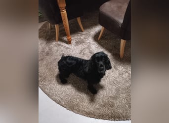 Greti, liebe Cocker Spaniel Dame geb. 2015