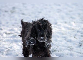 Greti, liebe Cocker Spaniel Dame geb. 2015
