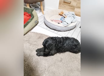 Greti, liebe Cocker Spaniel Dame geb. 2015