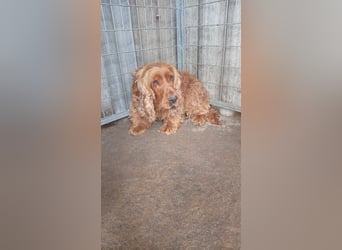 Rudolf, hübscher Cocker Spaniel Rüde geb. 11/2018