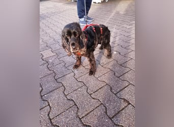 Greti, liebe Cocker Spaniel Dame geb. 2015