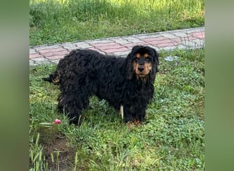 Spani, hübscher, freundlicher Cocker Spaniel geb. 06/2021