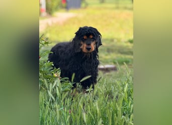 Spani, hübscher, freundlicher Cocker Spaniel geb. 06/2021