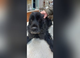 Greti, liebe Cocker Spaniel Dame geb. 2015