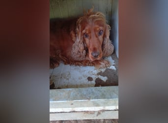 Lulu, hübsche Cocker Spaniel Hündin geb. 11/2019