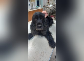 Greti, liebe Cocker Spaniel Dame geb. 2015