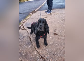 Greti, liebe Cocker Spaniel Dame geb. 2015