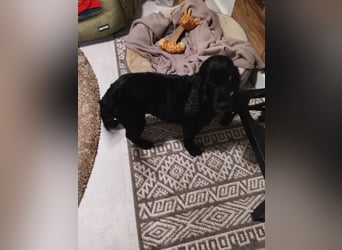 Greti, liebe Cocker Spaniel Dame geb. 2015