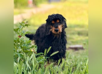 Spani, hübscher, freundlicher Cocker Spaniel geb. 06/2021