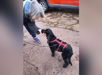Greti, liebe Cocker Spaniel Dame geb. 2015