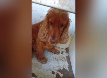 Lulu, hübsche Cocker Spaniel Hündin geb. 11/2019