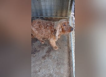 Rudolf, hübscher Cocker Spaniel Rüde geb. 11/2018