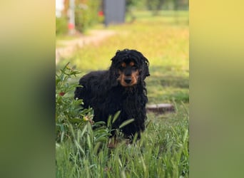 Spani, hübscher, freundlicher Cocker Spaniel geb. 06/2021