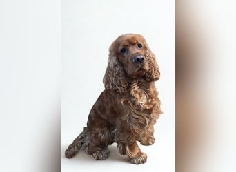 Butch ❤️ lieber, ruhiger Cocker Spaniel!